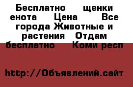 Бесплатно !!! щенки енота!! › Цена ­ 1 - Все города Животные и растения » Отдам бесплатно   . Коми респ.